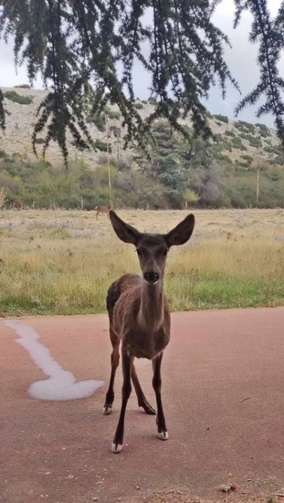 Απελευθέρωση νεαρού θηλυκού ελαφιού Cerfus elaphus