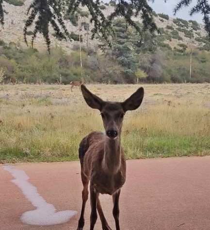 Απελευθέρωση νεαρού θηλυκού ελαφιού Cerfus elaphus