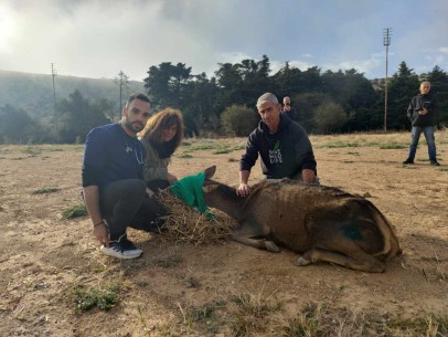 Απελευθέρωση ενήλικου θηλυκού ελαφιού Cerfus elaphus