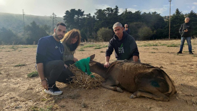 Απελευθέρωση ενήλικου θηλυκού ελαφιού Cerfus elaphus