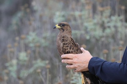 Σφηκιάρης Pernis apivorus