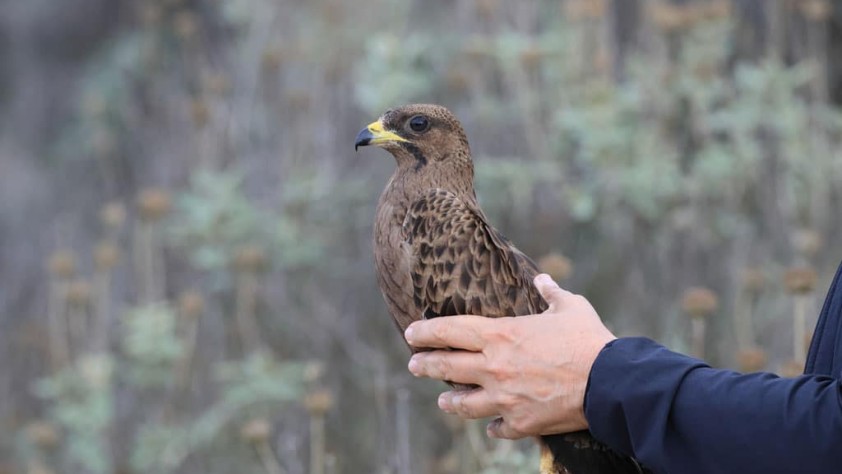 Σφηκιάρης Pernis apivorus